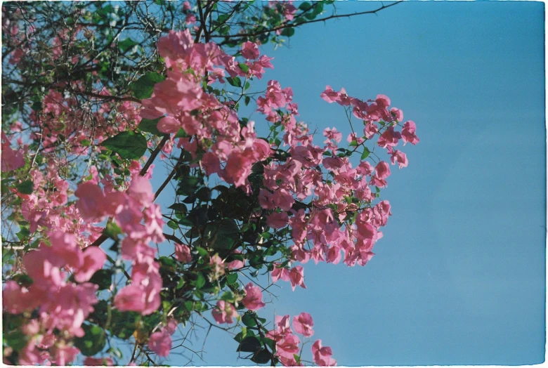 purple flowers are growing on the trees and blue sky