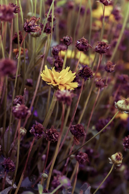 a small yellow flower grows among a few purple flowers