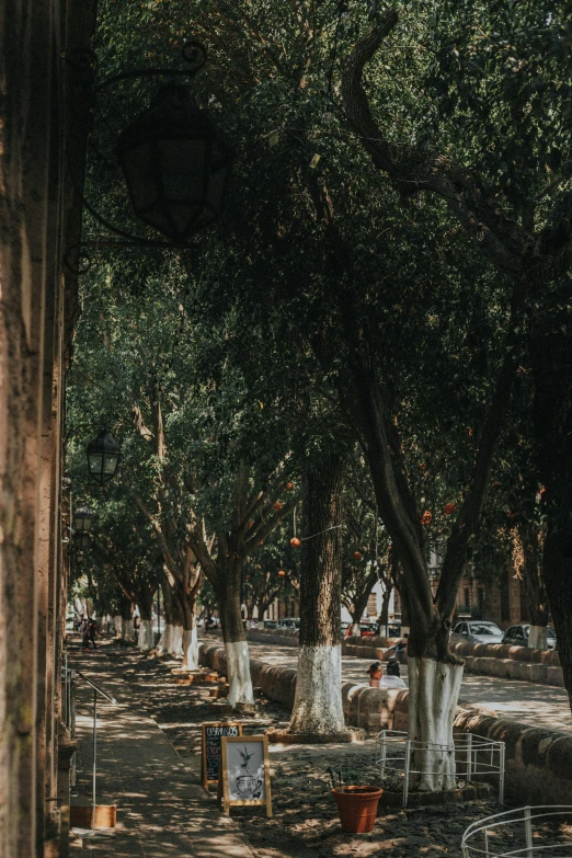 several small trees in a tree lined park