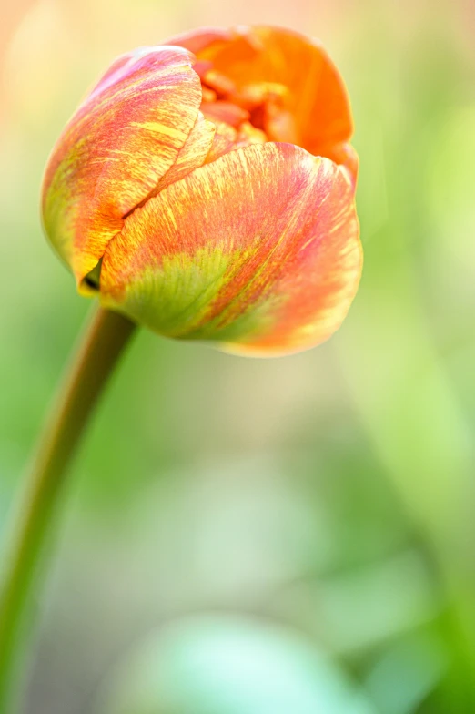 a close up view of a tulip with a blurred background