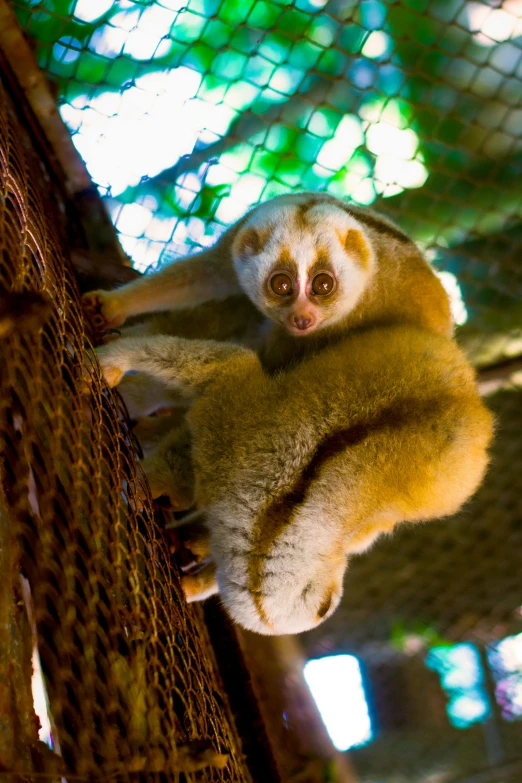 a small animal sitting on top of a chain link fence