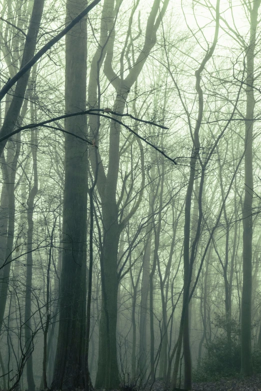 some leaves are on the ground and trees