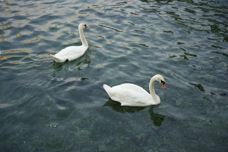 two swans swimming on the water next to each other