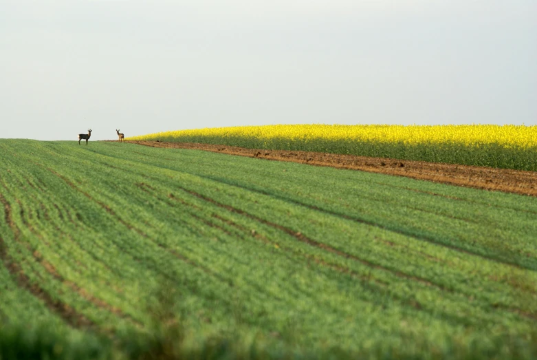 a tractor is driving down the road across an open field