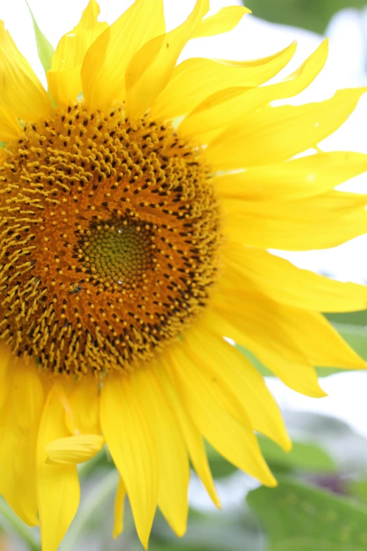 a sunflower with large petals on it's head