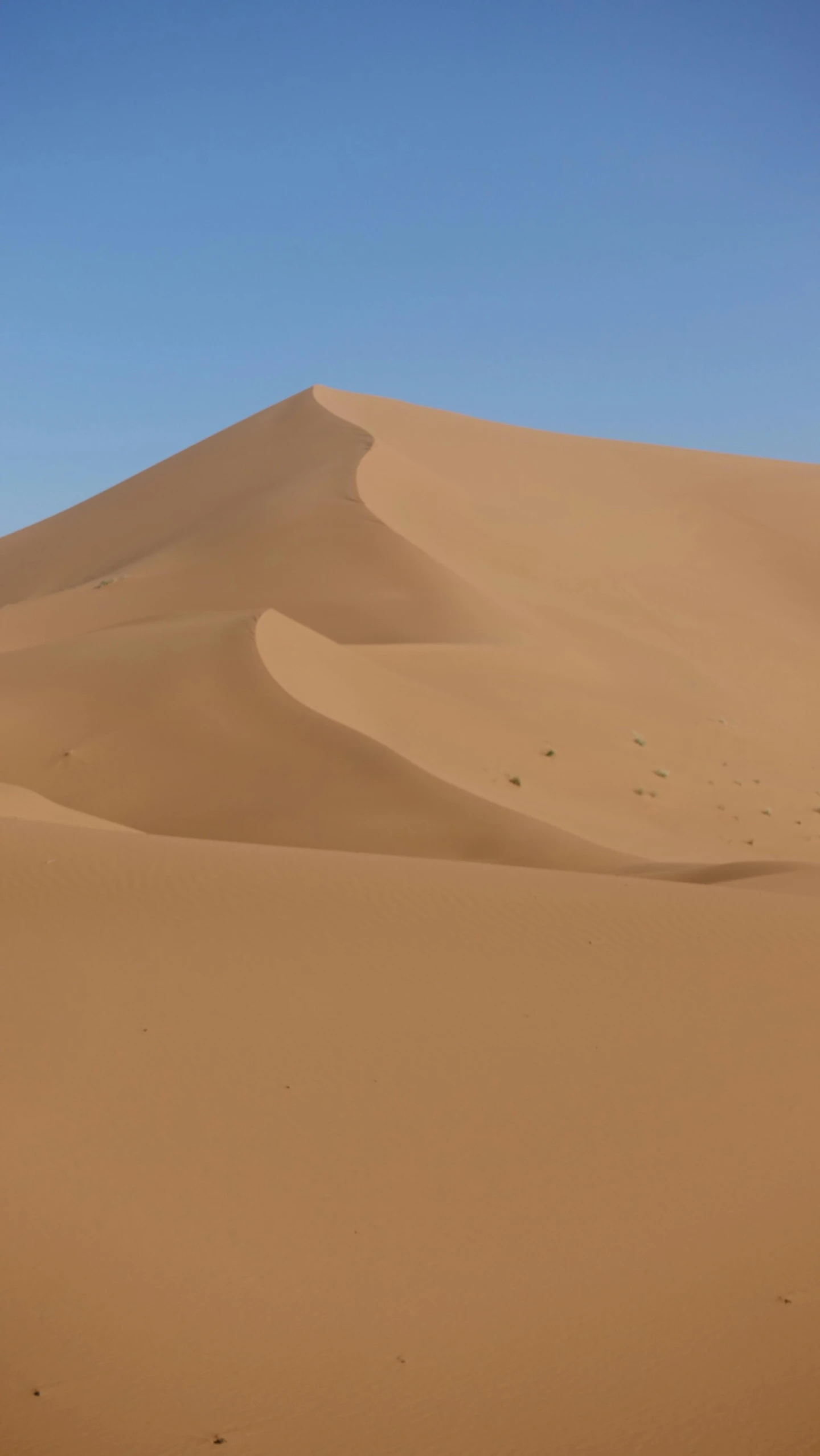 people standing in the sand dunes with a bird flying overhead