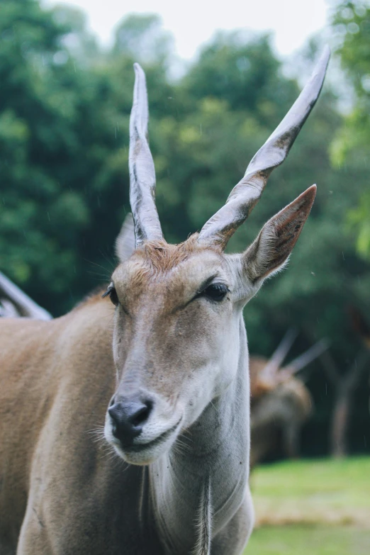 an antelope with long curved horns looking at soing