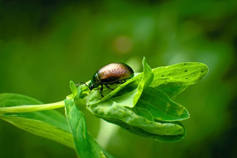 a beetles sits on the green leaves of a plant