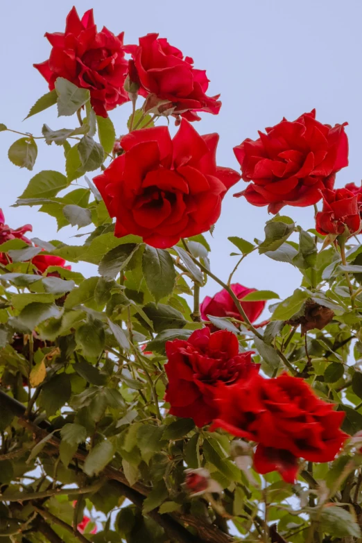 a bunch of red roses hanging on to of a vine