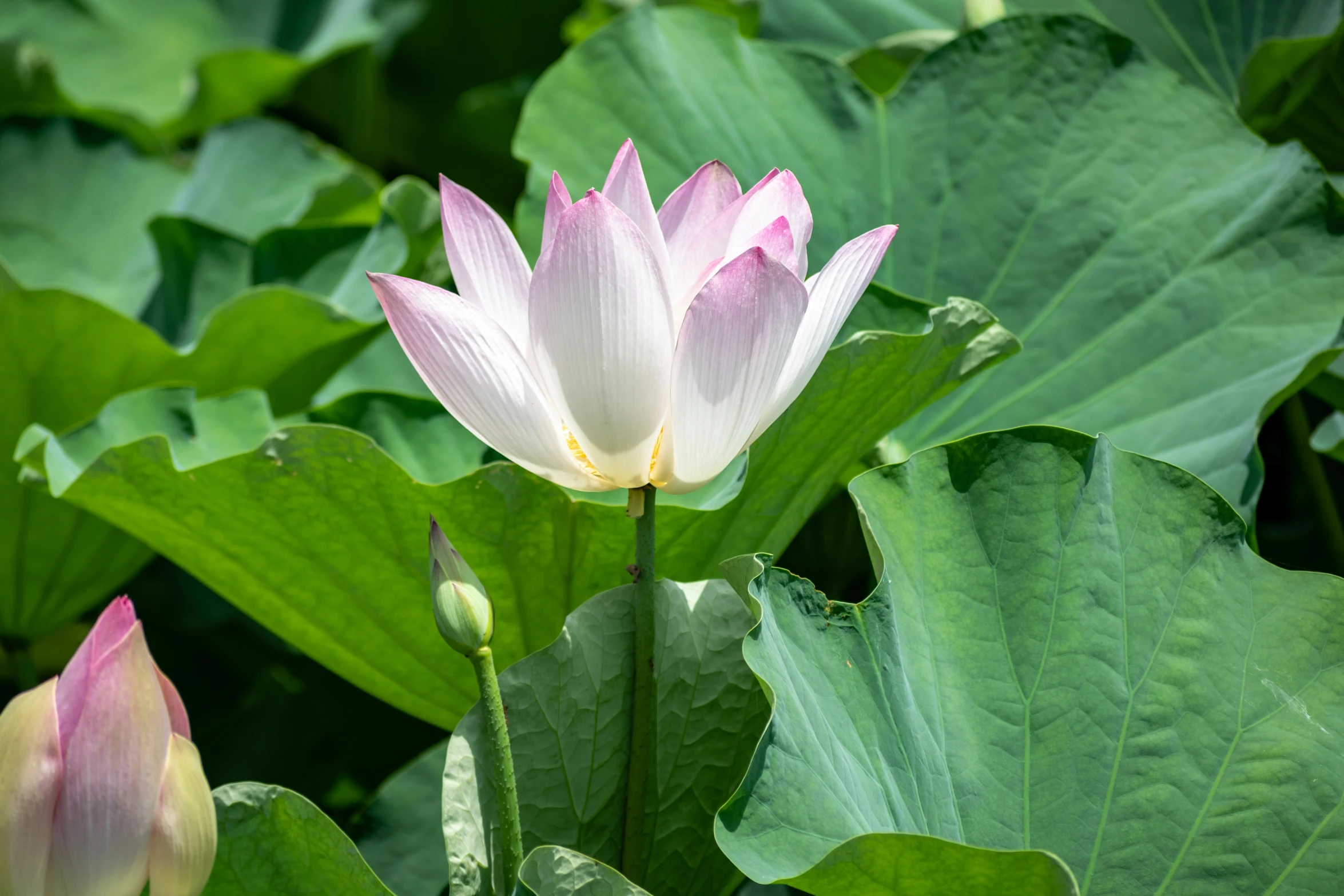 a white flower surrounded by lots of green leaves