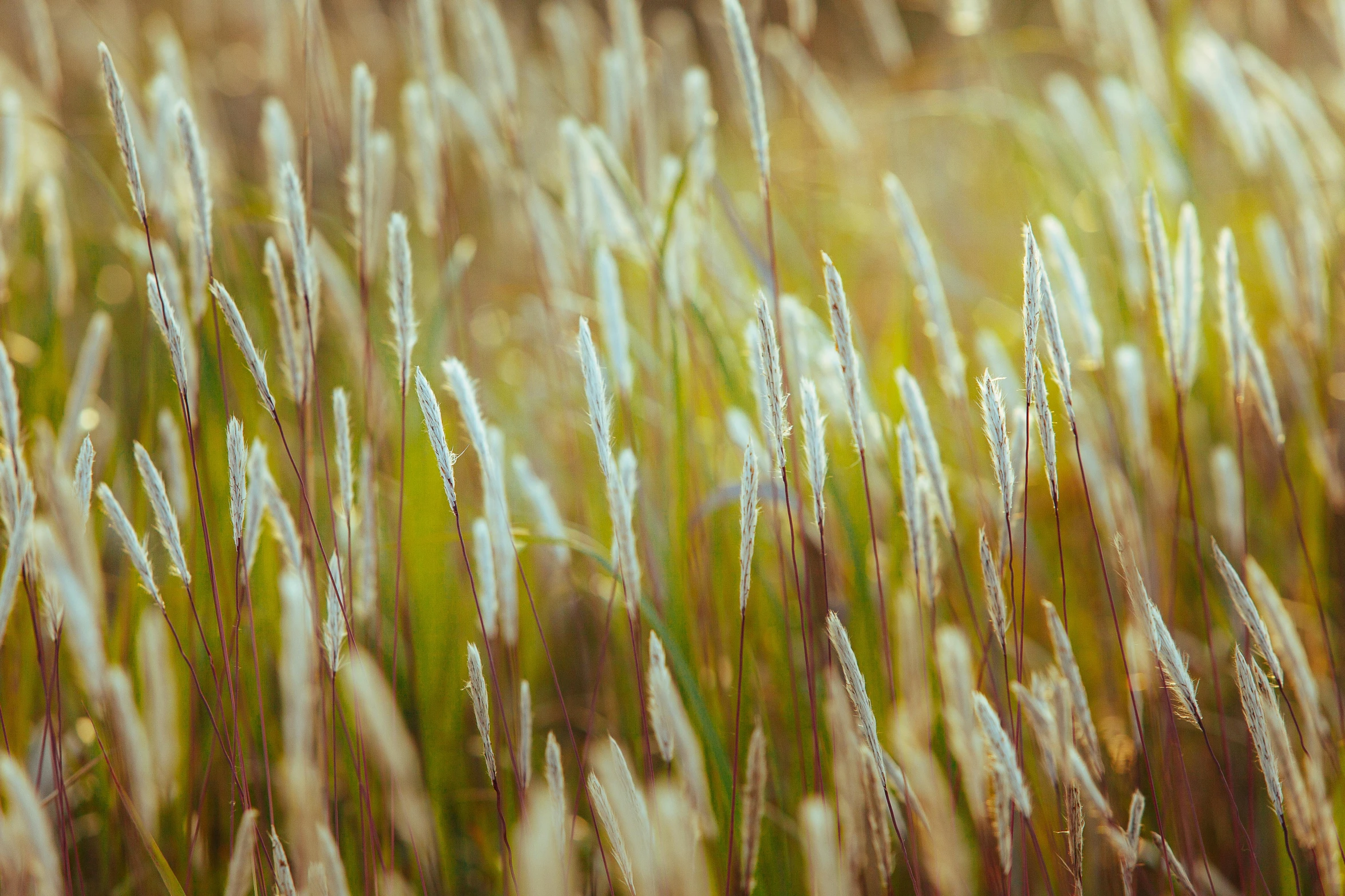 some grass and other greenery moving in the wind