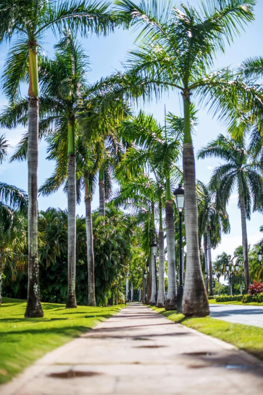 a sidewalk with a few tall trees on the sides