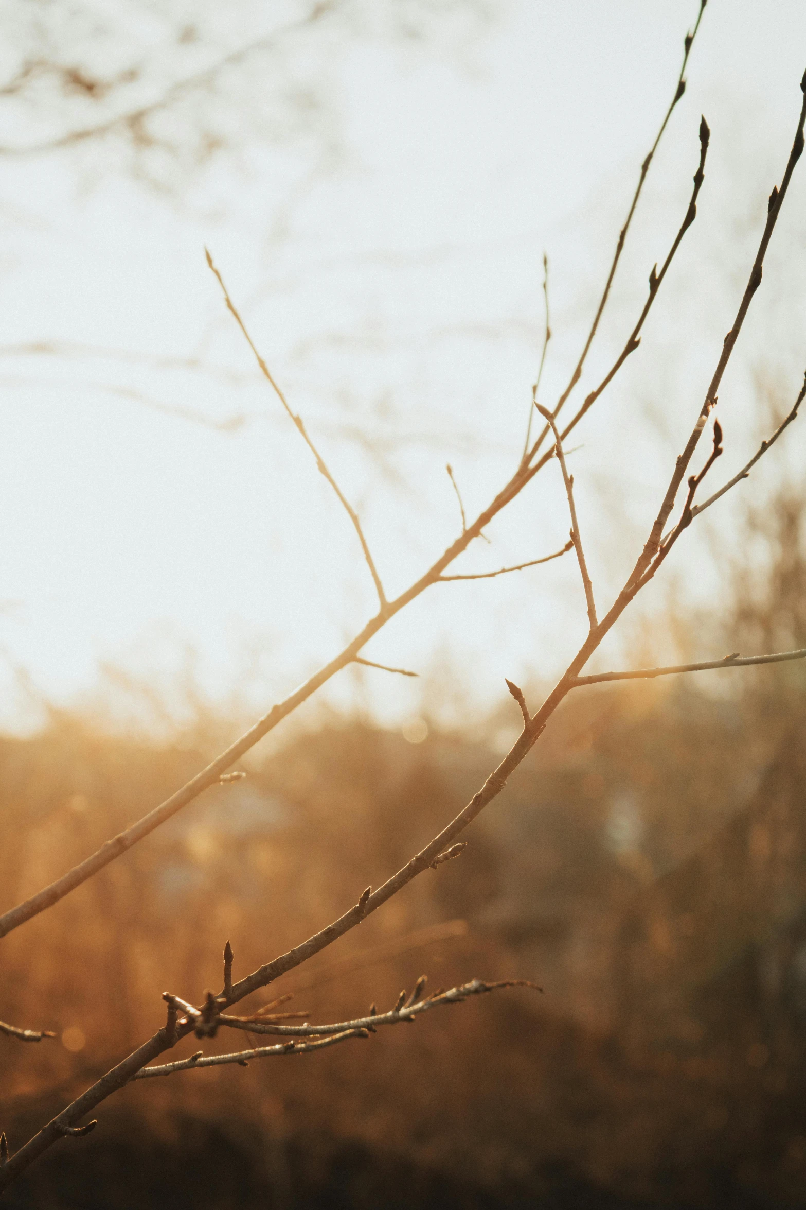 a bird perched on a thin twig outside