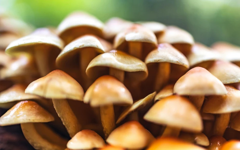 group of mushrooms that have all over them