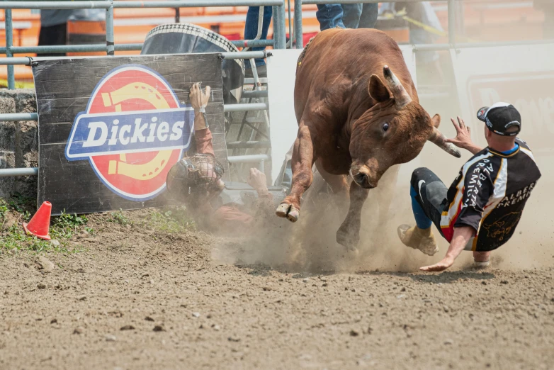 the man tries to grab the steer as he rides it