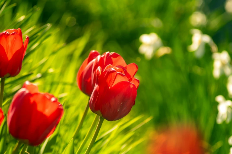 some red tulips are in the green grass