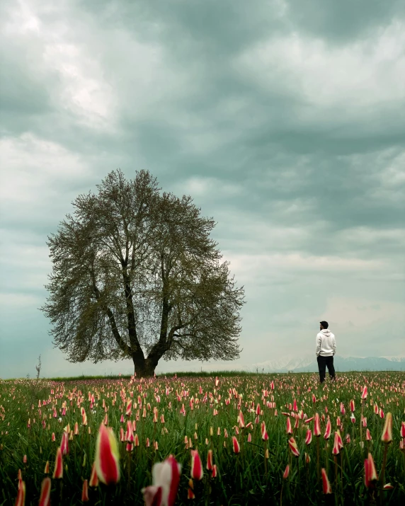 a lone man stands in a field full of flowers