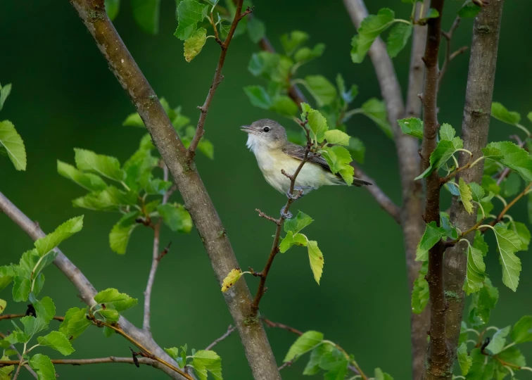 small bird sitting on a nch with leaves and berries