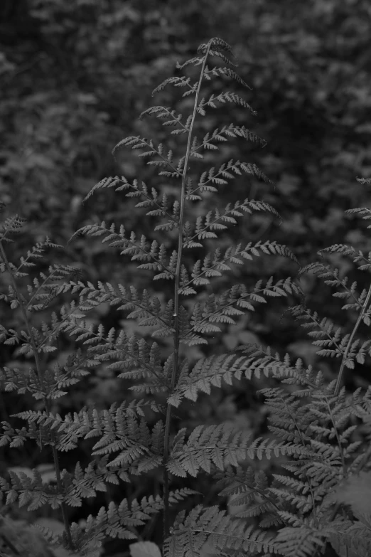 black and white image of some plants in front of another plant