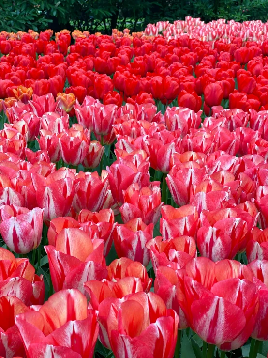 a field full of red and white flowers