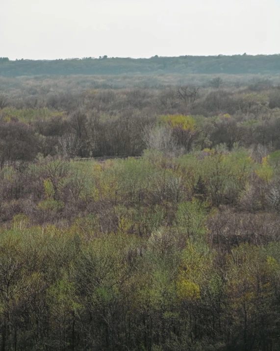 two zes in grassy area with hills and trees in background