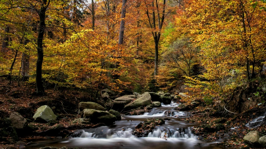 a stream in the woods surrounded by trees