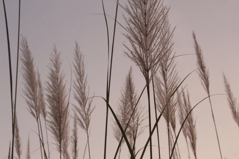 several very tall grass moving in the wind