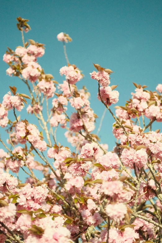 pink flowers with green leaves against blue sky