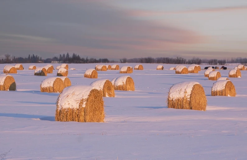 bales covered with snow in a field