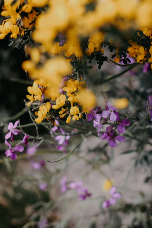 yellow flowers on a nch with purple ones