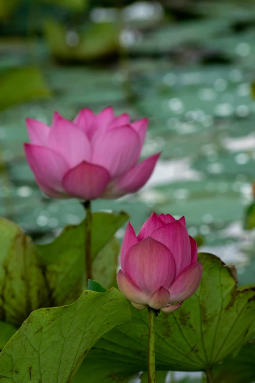 a couple of water lillies on top of green leaves