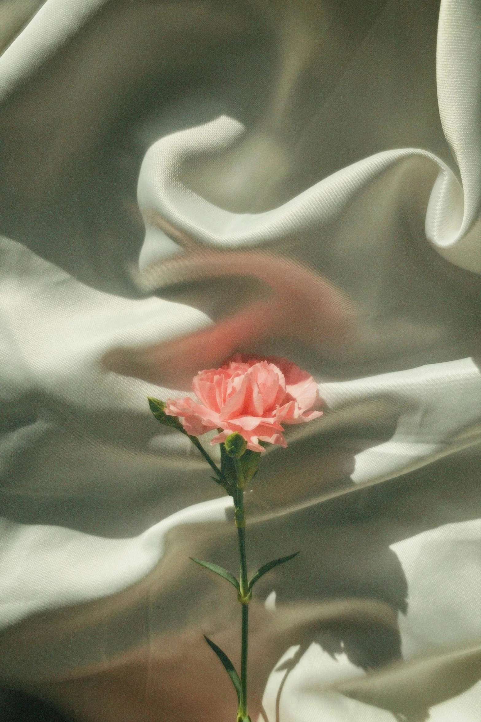 a pink flower is sitting on top of some white fabric