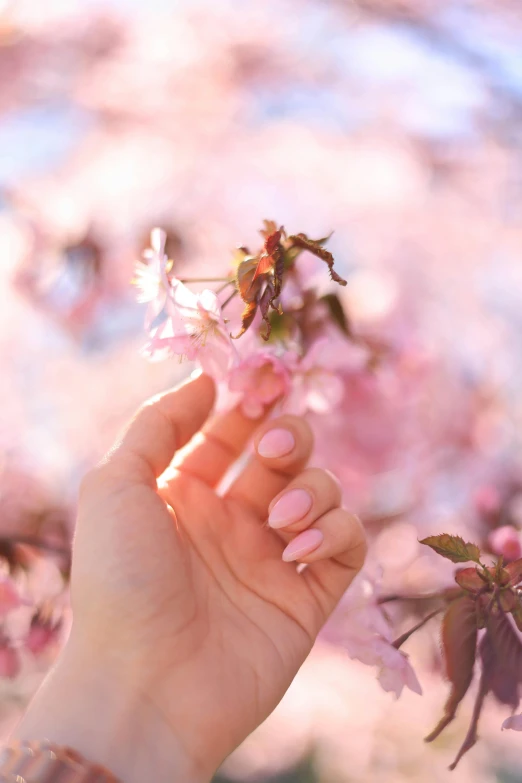 the hand holds pink flowers as the sky hovers in the background