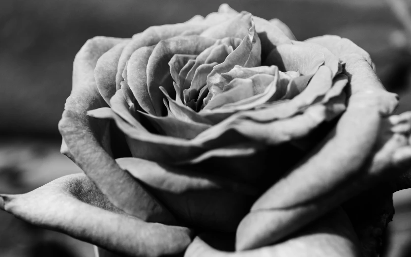 a close up of a flower in black and white