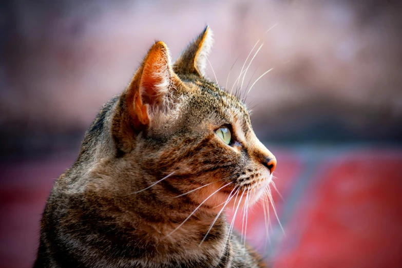 a cat looks intently at the outside