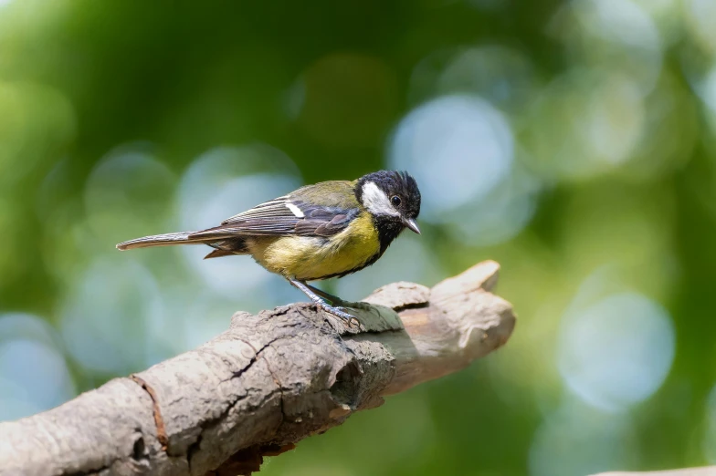 there is a small colorful bird perched on a nch