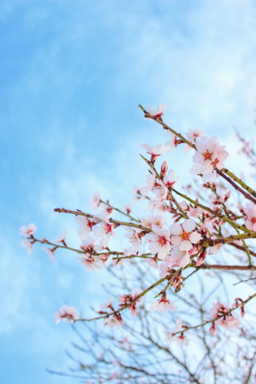 the tree is blooming with many pink flowers