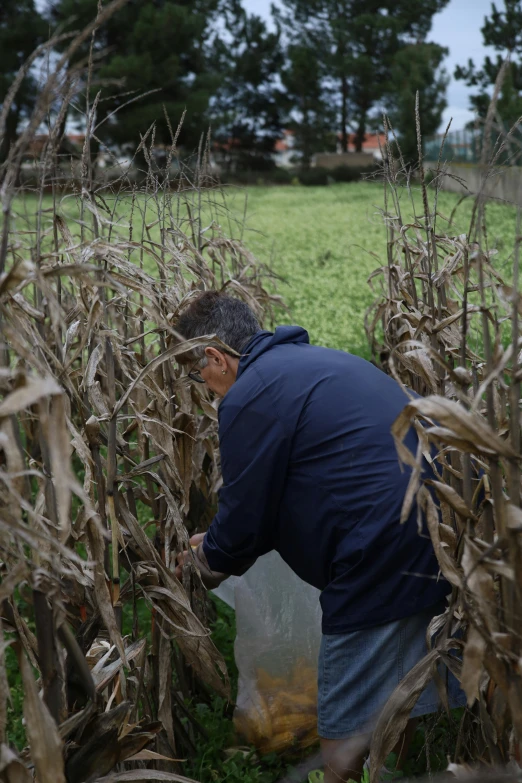 an older man picking corn from a field