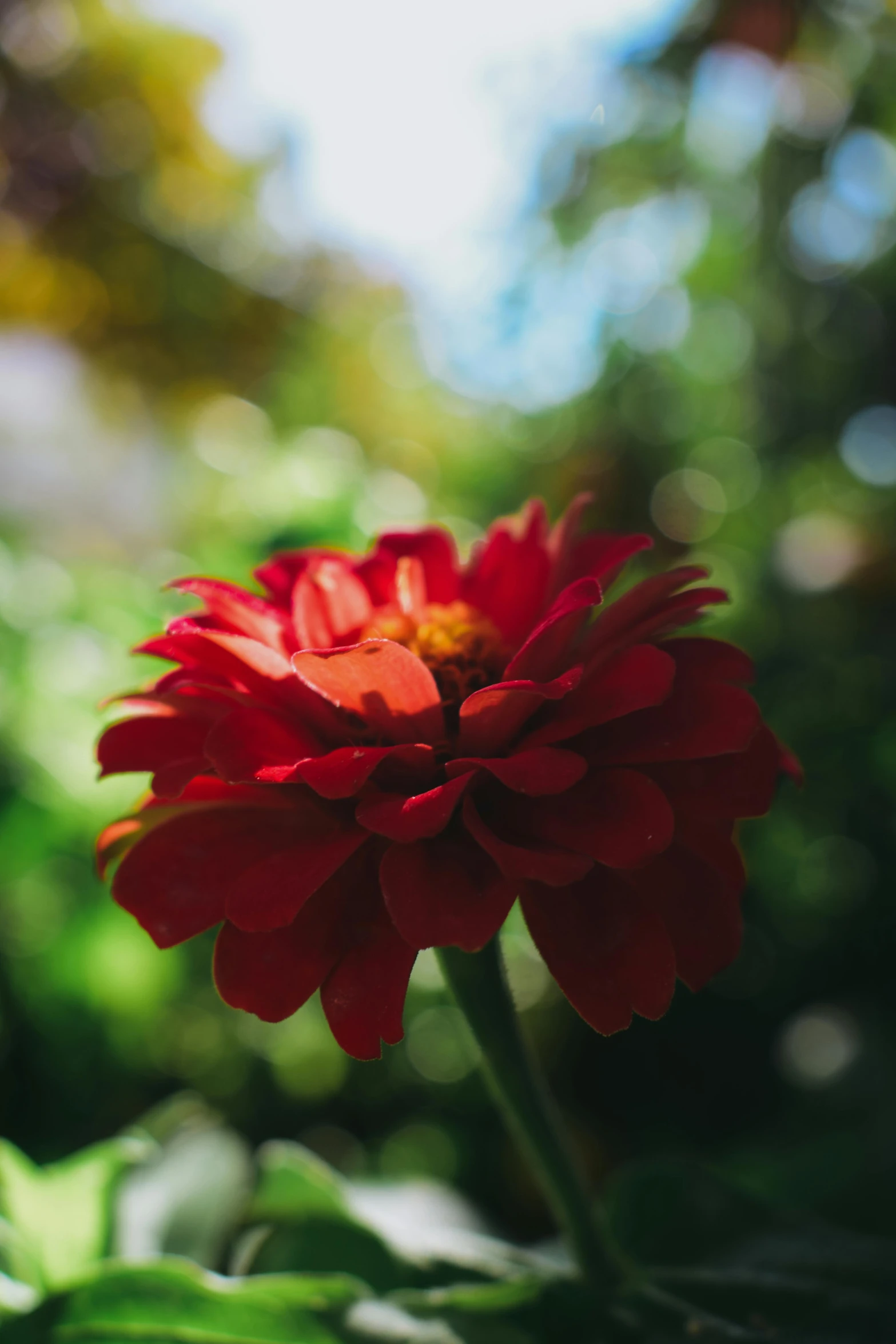 a red flower sits among green leaves