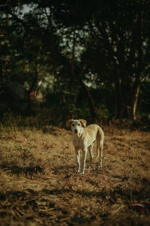 an adorable dog standing in the middle of a grassy area