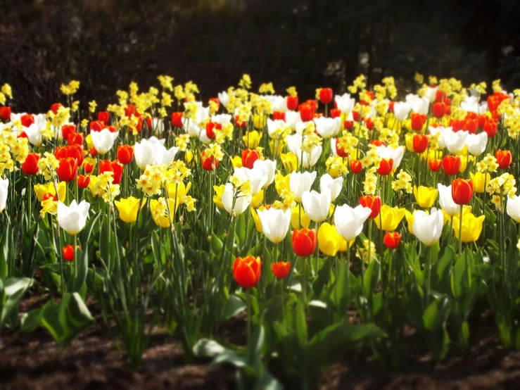 a large field of flowers next to a forest