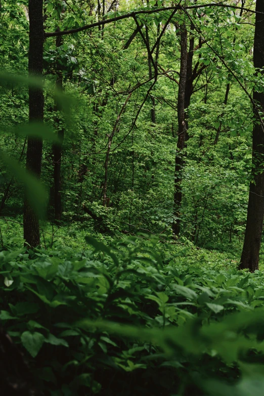 a lush green forest filled with lots of trees