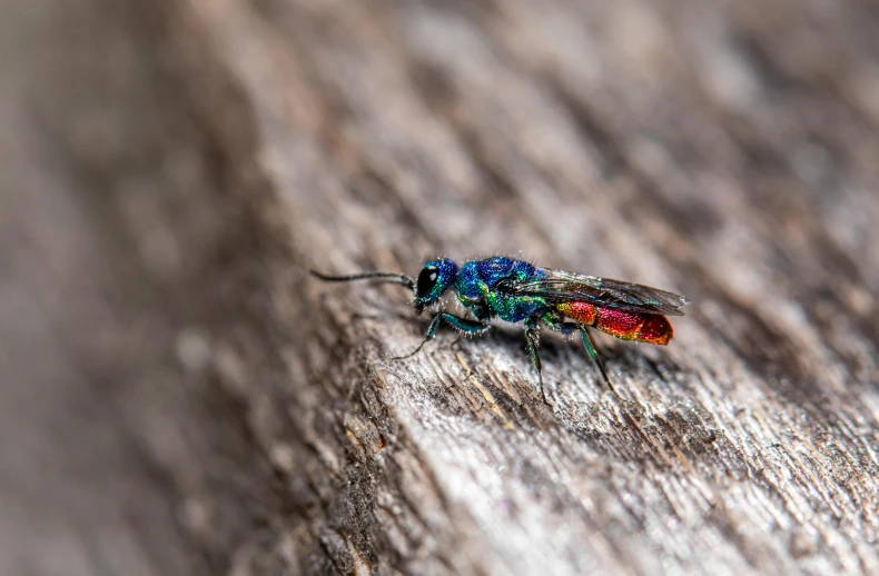 the colorful insect is sitting on a piece of wood