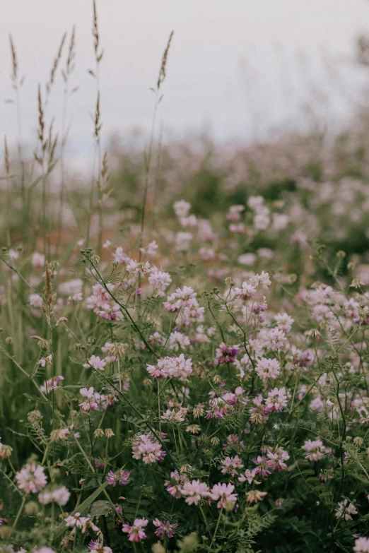 wildflowers growing among grass and sand dunes during the day