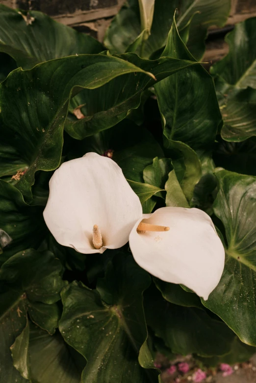 two white flowers on the middle of a leafy green bush