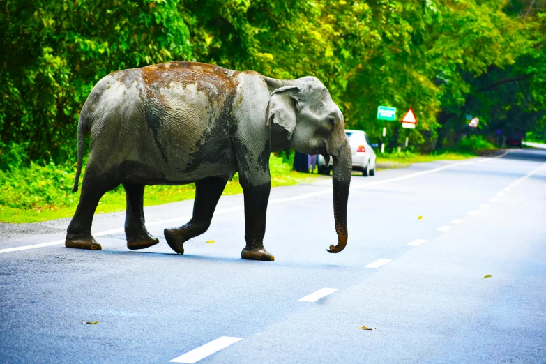 an elephant is walking across the street