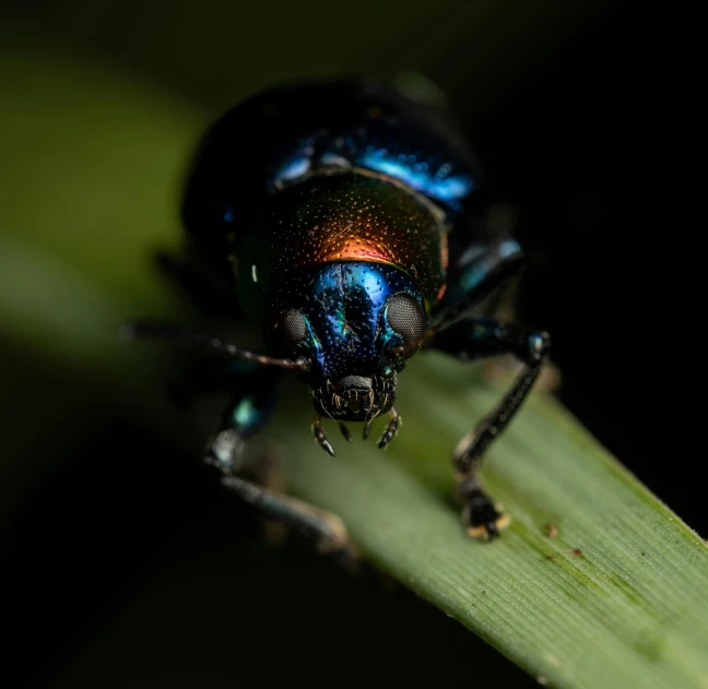 a big colorful beetle is standing on the plant