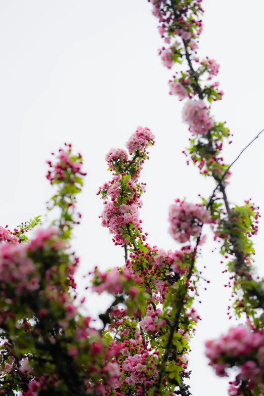 pink flowers in front of a white sky