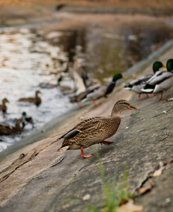 a flock of ducks sitting on the side of a waterway