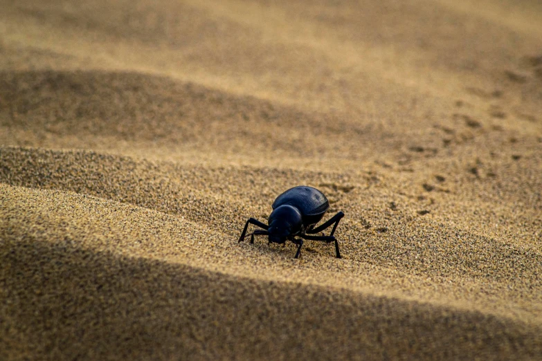 a bug crawling around in the sand near a paw prints